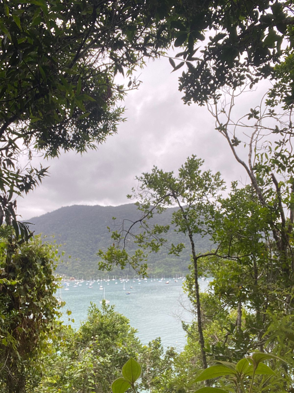 Trail of Flamingo's beach